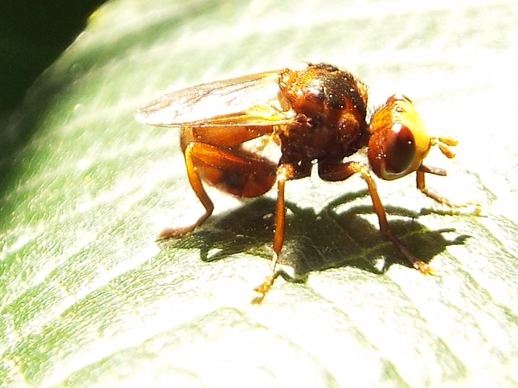 Che occhioni !   Sicus sp. (Conopidae)